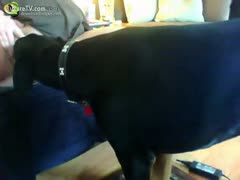 A woman's fat pussy is eaten by a dog.